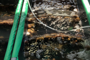 北海槽 ウニ畜養設備