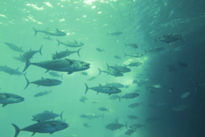 大分県 マグロ養殖ROV